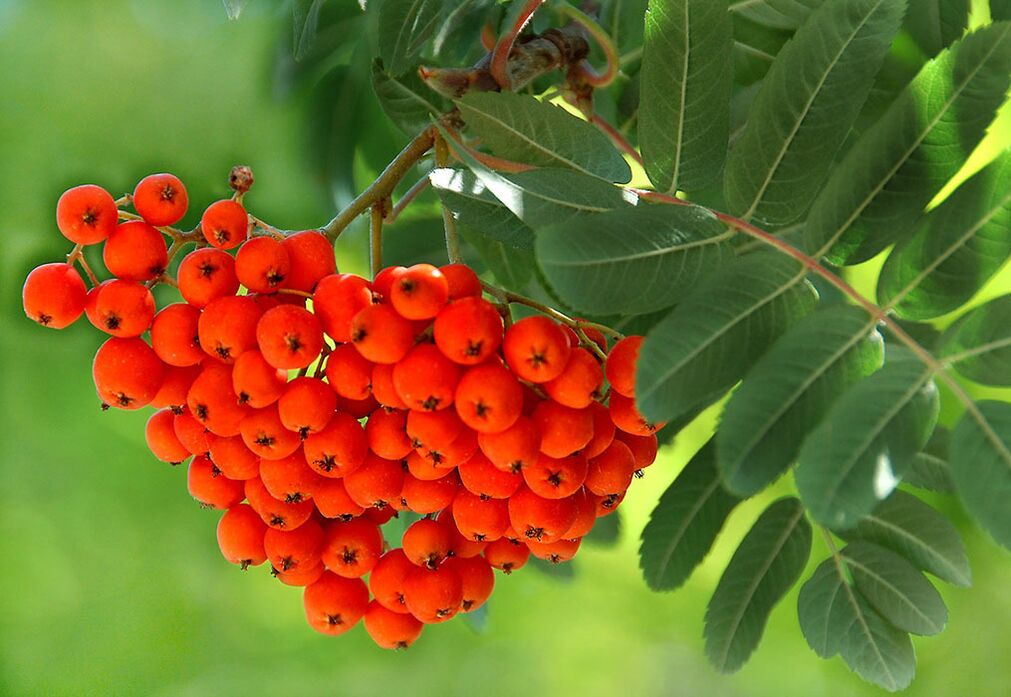 Rowan leaves are used as poultices on nails affected by fungus. 